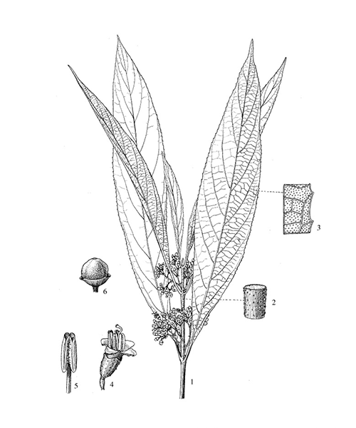 Natural compounds from  Callicarpa kwangtungensis